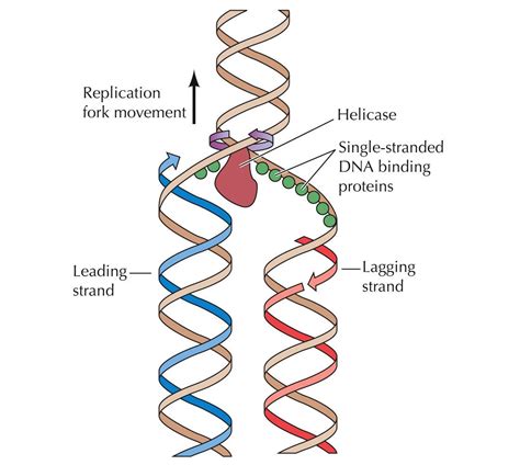 why do scientists do replication studies